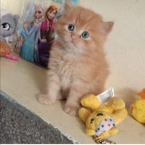 Meet your Posher, Denise